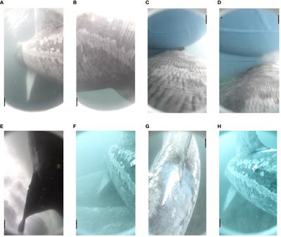 Behavioral response of megafauna to boat collision measured via animal-borne camera and IMU